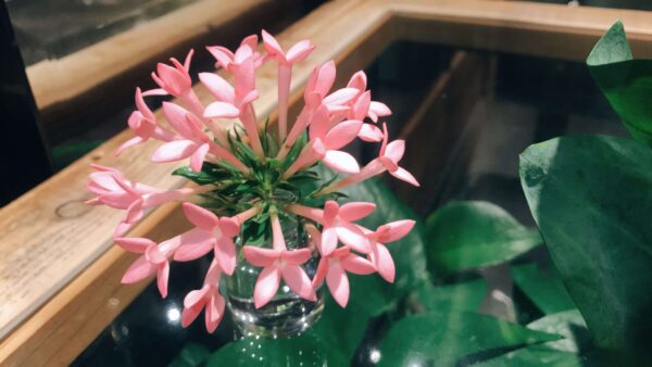 青山フラワーマーケットティーハウスのテーブルにある花